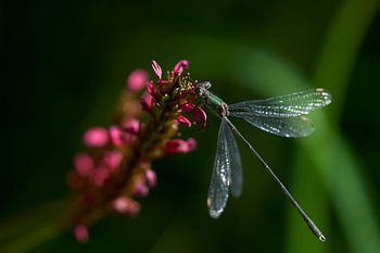 Libellule sur une fleur
