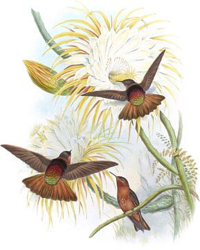 Stralende zonnestraal, John Gould van Hummingbirds