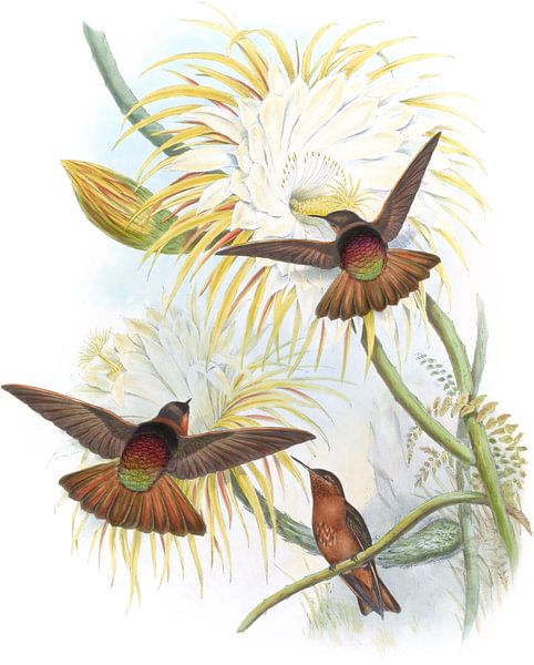 Shining Sun-beam, John Gould by Hummingbirds