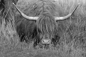 Schotse Hooglander in zwart-wit van Rini Kools