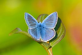 Icarusblauwtje warmt zich op van Remco Van Daalen