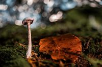 Small mushroom in autumn leaves