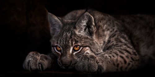 Liggend en kijkend met lichtgevende ogen, een mooie lynx op een zwarte achtergrond, ligt het hoofd o van Michael Semenov