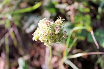 Einer Blume in der Knospe in den niederländischen Dünen.