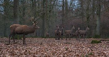 Edelherten in het bos