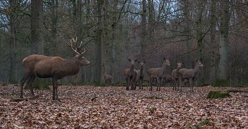 Edelherten in het bos