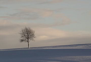 Baum in der verschneiten Landschaft von MSP Canvas