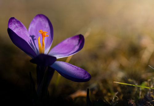 purple crocus