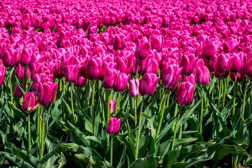 Tulpen von Hans Tijssen