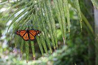 A monarch butterfly