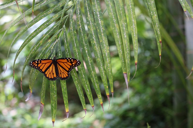 Un papillon monarque par Marvin Taschik