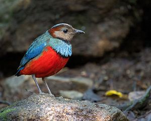 Porträt eines Sulawesipitta