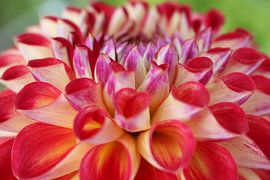 Blume, Dahlie von Karin van der Schenk