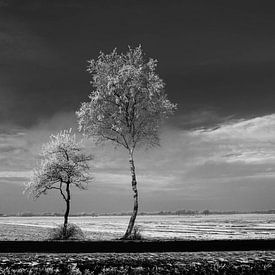 Trees #1 van Anne Koop