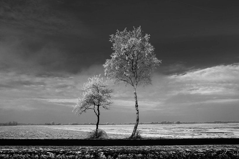 Trees #1 van Anne Koop