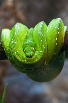 The green tree python I by Leo van Valkenburg