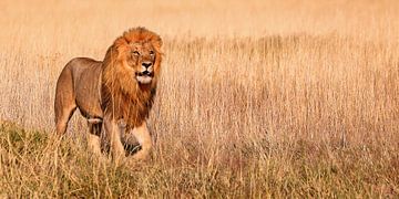 Roi d'Etosha, Namibie sur W. Woyke