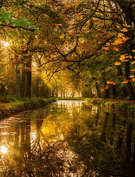 reflectie van herfstbladeren en bomen in vlak wateroppervlakte
