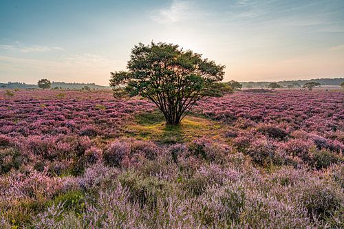 Guten Morgen, Lila Heidekraut