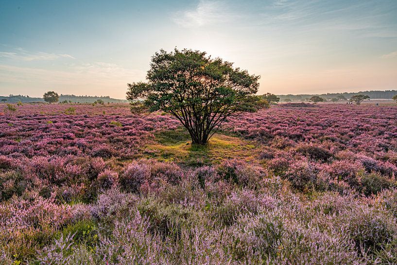 Goedemorgen, paarse heide van Albert Lamme