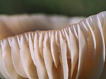 Details van paddenstoel