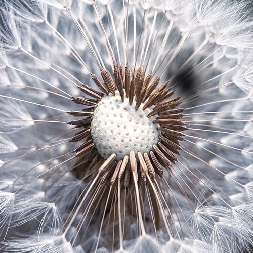 close up of the bud and seeds of a dandelion