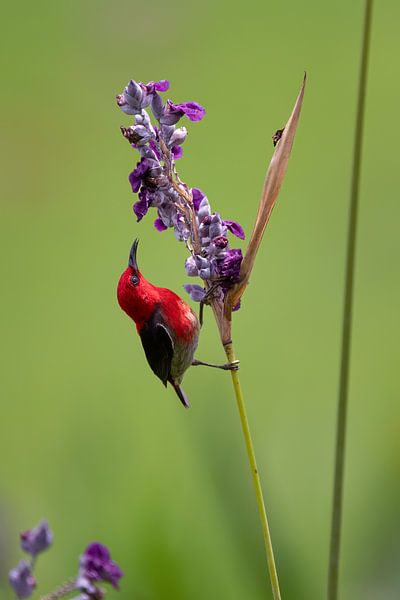A Sulawesi dwarf honeyeater by Anges van der Logt