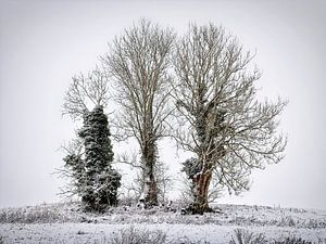 Trio