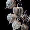 Physalis in het donker van ARTemberaubend