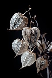 Physalis im Dunkel