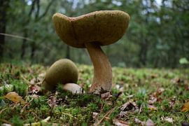 Autumn in the Netherlands by Jesse van Bergen