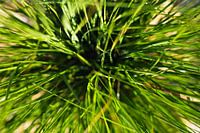 Green grass