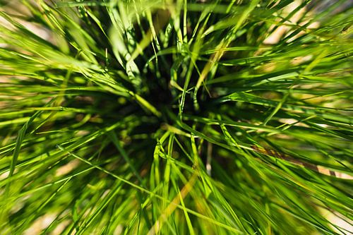 Green grass by Lisa Becker
