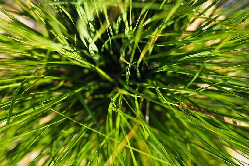 Green grass by Lisa Becker
