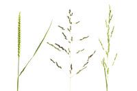 3 groene gras soorten op witte achtergrond