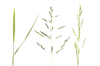 Drei Spezies des grünen Grases auf weißem Hintergrund