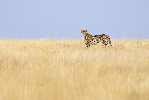 Cheetah on the lookout