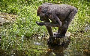 Gorilla drink by Graham Forrester