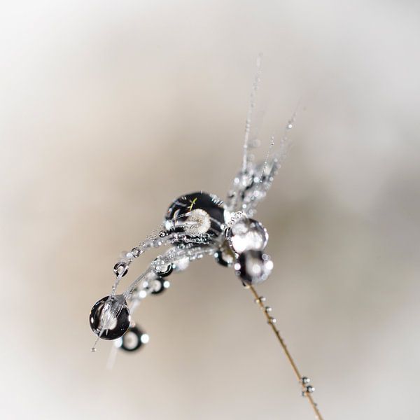 Dandelion fluf with drops by Marian Waanders