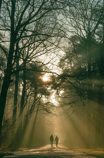 Wandern auf dem Bosweg in Oisterwijk. von Miranda Rijnen Fotografie
