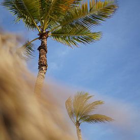 Palmboom aan het strand Curaçao van Tatiana Verbiesen