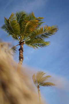Palmboom aan het strand Curaçao van Tatiana Verbiesen