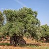 Oude Olijfboom in boomgaard, zuid Italië van Joost Adriaanse