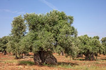 Oude Olijfboom in boomgaard, zuid Italië