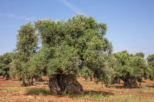 Old Olive tree in orchard, southern Italy