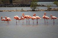 Flamingo party 2