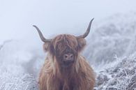 Schotse hooglander in bevroren wereld van Karla Leeftink thumbnail