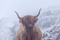 Scottish Highlander in frozen world