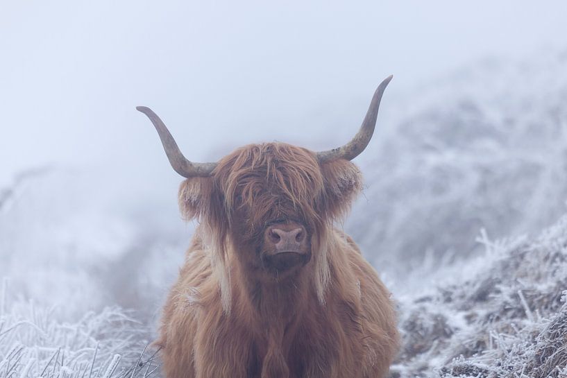 Schotse hooglander in bevroren wereld van Karla Leeftink