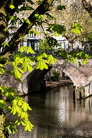 A chestnut tree in spring at the Oudegracht wharf near the Weesbrug, with the bridge in focus. by André Blom Fotografie Utrecht